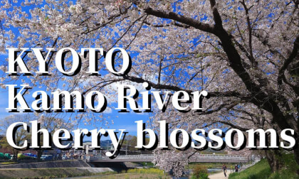 Kyoto: Kamogawa cherry blossom trees ,JAPAN Kyoto: Kamogawa cherry blossom trees ,JAPAN