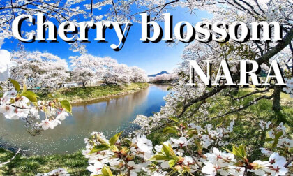 Nara: Uda City “Beautiful cherry blossom scenery” ,JAPAN 04.05.2025 Nara: Uda City “Beautiful cherry blossom scenery” ,JAPAN 04.05.2025
