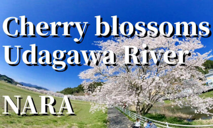 Nara: Cherry blossoms along the Udagawa River in full bloom,jAPAN 04.05.2025 VR Video Nara: Cherry blossoms along the Udagawa River in full bloom,jAPAN 04.05.2025 VR