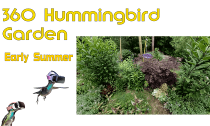 360 Hummingbird Garden VR Video 360 Hummingbird Garden VR