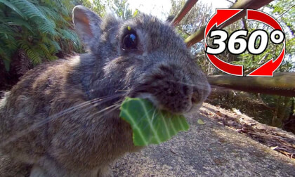 [360 Video] A rabbit eating cabbage in front of you.