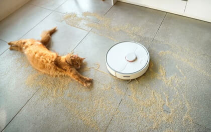 Kittens vs Robotic Vacuum in VR Kittens vs Robotic Vacuum in VR