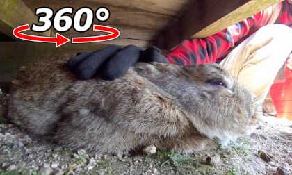 VR 360° |Rabbit "It feels so good to be petted." VR Video VR 360° |Rabbit "It feels so good to be petted." VR