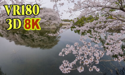 Hikone Castle surrounded by cherry blossoms in Shiga,Japan VR Video Hikone Castle surrounded by cherry blossoms in Shiga,Japan VR