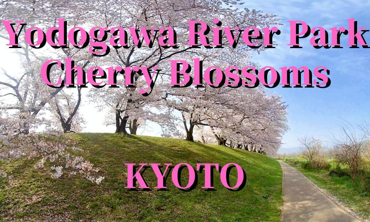 Kyoto: Yodogawa Riverside Park Cherry blossom ,JAPAN
