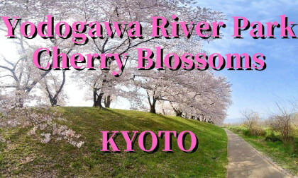 Kyoto: Yodogawa Riverside Park Cherry blossom ,JAPAN Kyoto: Yodogawa Riverside Park Cherry blossom ,JAPAN
