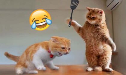 Kittens in VR! Relax and enjoy! Kittens in VR! Relax and enjoy!