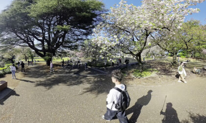 Shinjuku Gyoen Park 360 Video