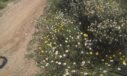 el campo en Primavera en Terrassa