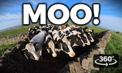 Curious Cows in 8K 360° | Up-Close VR Encounter in the English Countryside VR Video Curious Cows in 8K 360° | Up-Close VR Encounter in the English Countryside VR