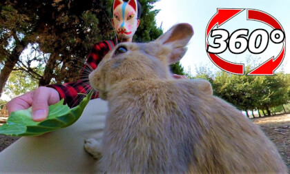 [360 Video] The rabbit is eating with his hand on my leg.