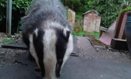 Hand Feeding A Badger
