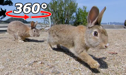 VR 360° | A rabbit came running towards us from far away! Then it disappeared into the distance. VR Video VR 360° | A rabbit came running towards us from far away! Then it disappeared into the distance. VR