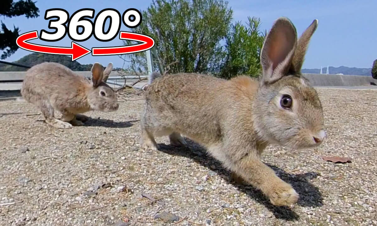 VR 360° | A rabbit came running towards us from far away! Then it disappeared into the distance.