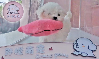 Interesting Pet Store VR Video Interesting Pet Store VR