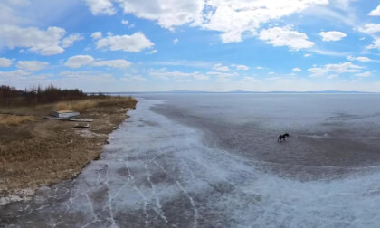 my dog and  muskrat VR Video my dog and  muskrat VR