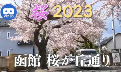 [VR180] Cherry Blossoms on Sakuragaoka Street, Hakodate 2023 [8K60fps]
