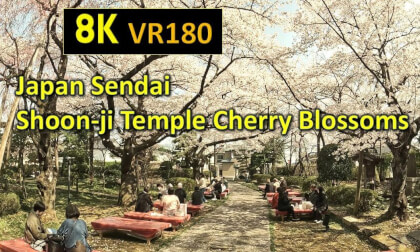 Japan Sendai Shoon-ji Temple Cherry Blossoms VR Video Japan Sendai Shoon-ji Temple Cherry Blossoms VR