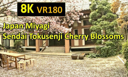 Japan Miyagi  Sendai Tokusenji Cherry Blossoms VR Video Japan Miyagi  Sendai Tokusenji Cherry Blossoms VR