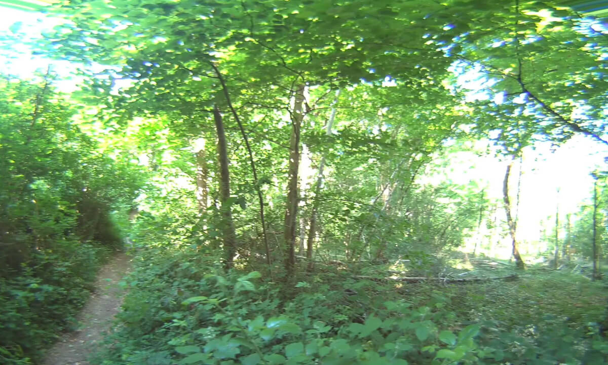 VR180 3D -6K 50Ips - RANDONNEE en forêt et Boulevard NATURE