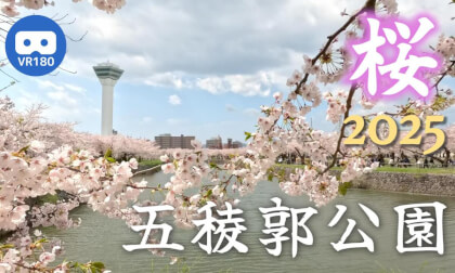 [VR180] Cherry Blossoms in Goryokaku Park 2025 - Emotional Slow Edit