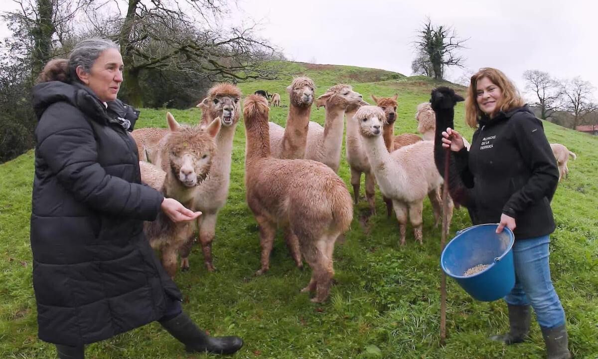 ALPACAS DE CANTABRIA. GANADERÍA TEXTIL. Oficios Perdidos en el Mundo Rural. Vídeo en 180°