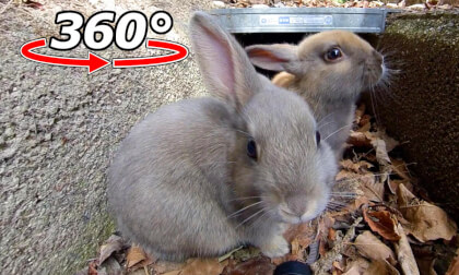 VR 360° | A different colored angel! A cute eating scene of two baby rabbits. VR Video VR 360° | A different colored angel! A cute eating scene of two baby rabbits. VR