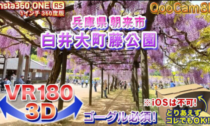 [VR180 3D] Shirai Omachi Wisteria Park, Asago City, Hyogo Prefecture