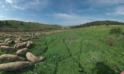 A lush green field bursts with wildflowers, alive with movement. White sheep graze calmly, their woolly backs hosting graceful Cattle Egrets. Nearby, a vigilant border collie observes, poised to guide the flock with expert precision. A lush green field bursts with wildflowers, alive with movement. White sheep graze calmly, their woolly backs hosting graceful Cattle Egrets. Nearby, a vigilant border collie observes, poised to guide the flock with expert precision.