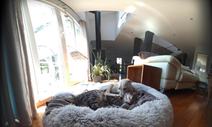 Slam_Xcam Cat and Dog VR Video Slam_Xcam Cat and Dog VR