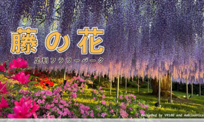 Walk around huge japanese wisteria/ Ambisonics and VR180 Walk around huge japanese wisteria/ Ambisonics and VR180