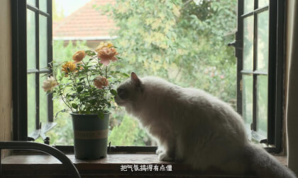 少女愁思~ VR Video 少女愁思~ VR