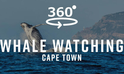 Whale Watching by Speed Boat, Cape Town 🇿🇦 South Africa | 360° VR 4K Tour Whale Watching by Speed Boat, Cape Town 🇿🇦 South Africa | 360° VR 4K Tour