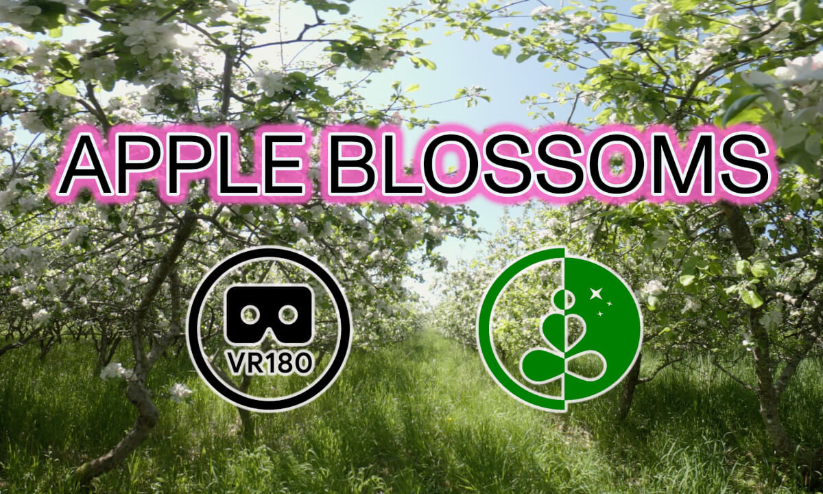 APPLE BLOSSOMS | VR180 | Nature Experience