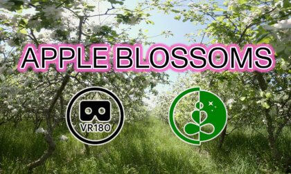APPLE BLOSSOMS | VR180 | Nature Experience VR Video APPLE BLOSSOMS | VR180 | Nature Experience VR
