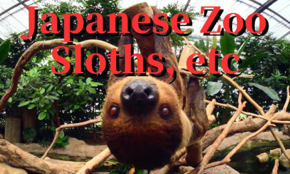 Japan: Zoo "Linnaeus Two-toed Sloth, etc" ,JAPAN VR Video Japan: Zoo "Linnaeus Two-toed Sloth, etc" ,JAPAN VR