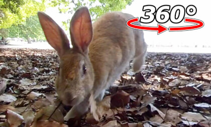 VR 360° | No matter how far away I was, he chased after me! VR 360° | No matter how far away I was, he chased after me!