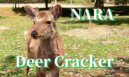 Nara: Feed crackers to deer, JAPAN