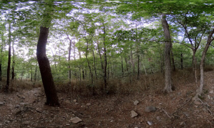 Mt. Gaya forest Mt. Gaya forest