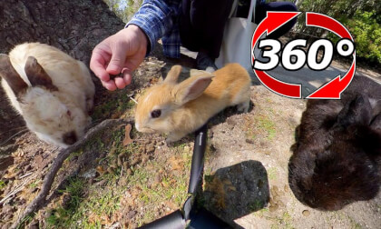 [360 Video] Variety of rabbits