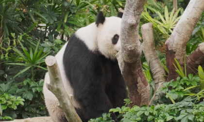 Funny Animals Ep #1 - Panda Funny Animals Ep #1 - Panda