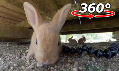VR 360° | Sneak into the baby rabbits' room! VR Video VR 360° | Sneak into the baby rabbits' room! VR