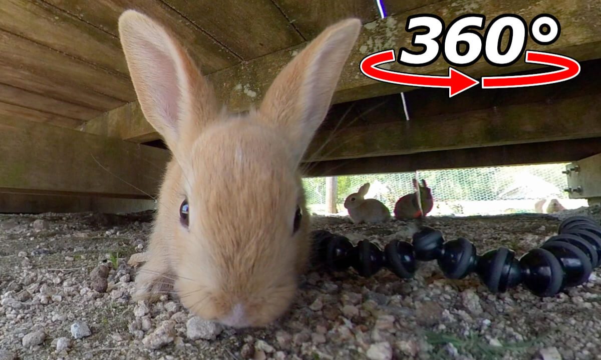 VR 360° | Sneak into the baby rabbits' room! | DeoVR