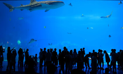 Zhuhai Chimelong Ocean Kingdom 01 VR Video Zhuhai Chimelong Ocean Kingdom 01 VR