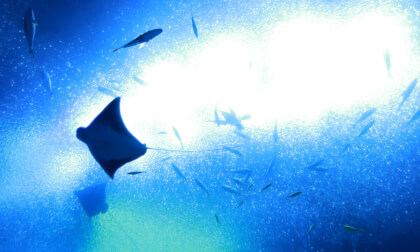 Zhuhai Chimelong Ocean Kingdom 02 VR Video Zhuhai Chimelong Ocean Kingdom 02 VR