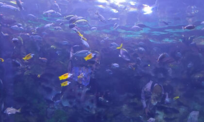 Zhuhai Chimelong Ocean Kingdom 03 VR Video Zhuhai Chimelong Ocean Kingdom 03 VR