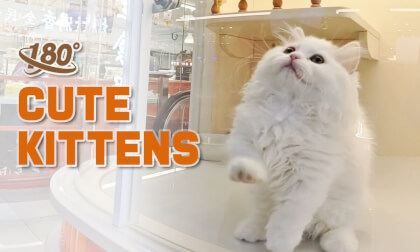 Adopt, Don't Shop Adopt, Don't Shop