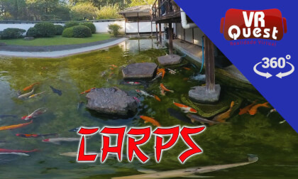 Carps VR Video Carps VR