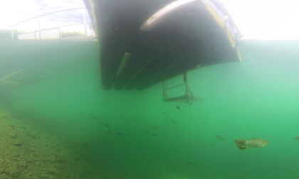 Underwater World: Life Under the Pier Underwater World: Life Under the Pier