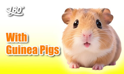 With Guinea Pigs VR Video With Guinea Pigs VR